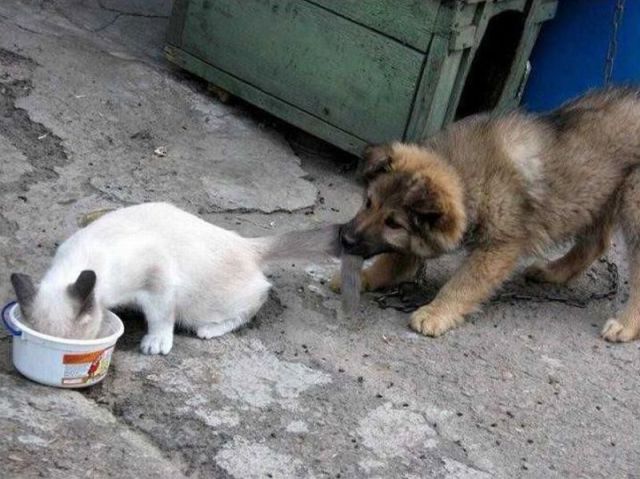 Funny Animals (26 pics)