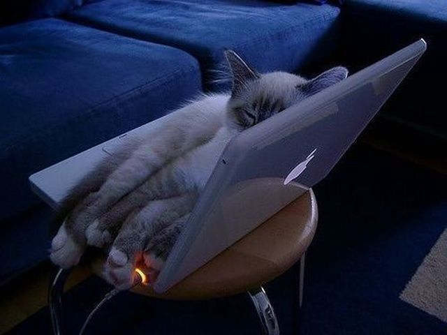 Funny Animals (26 pics)