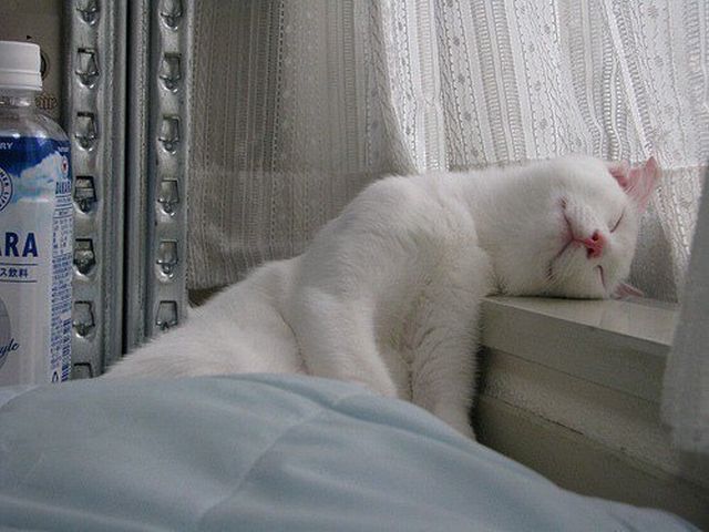 Funny Animals (26 pics)