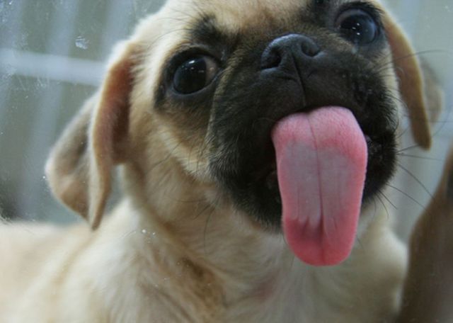 Funny Animals (26 pics)