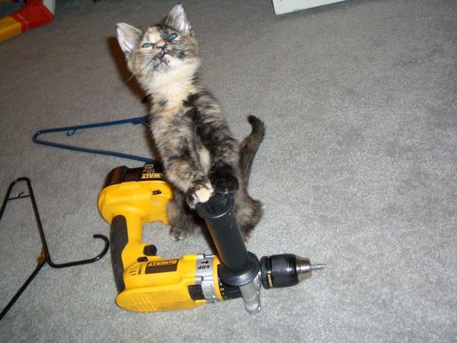 Funny Animals (26 pics)