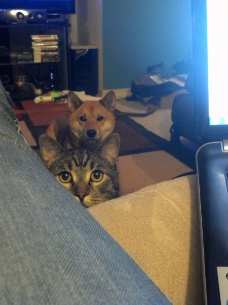 Funny Animals (26 pics)
