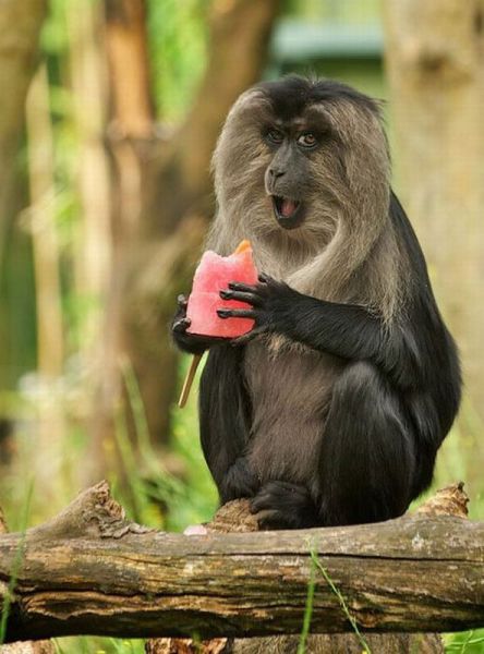 Funny Animals (26 pics)