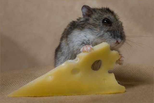 Funny Animals (26 pics)
