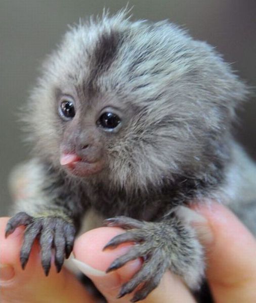 Funny Animals (26 pics)