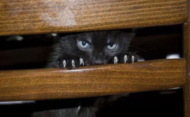 Funny Animals (26 pics)