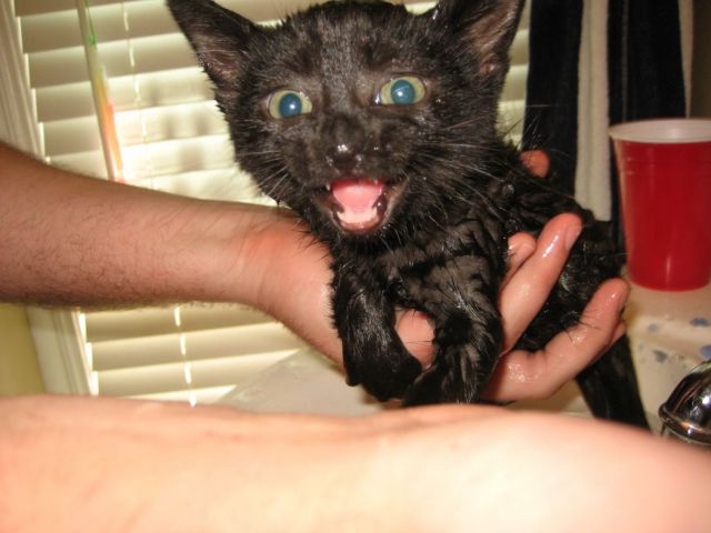 Funny Animals (26 pics)