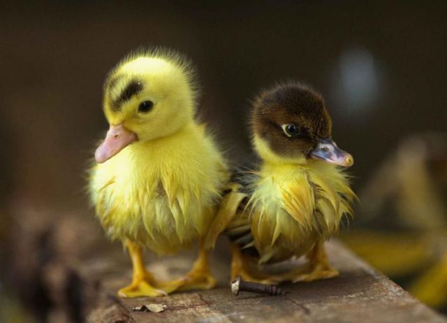 Funny Animals (26 pics)