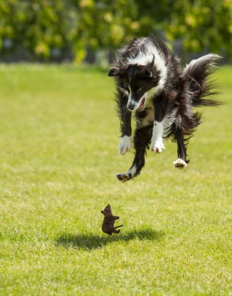 Funny Animals (26 pics)