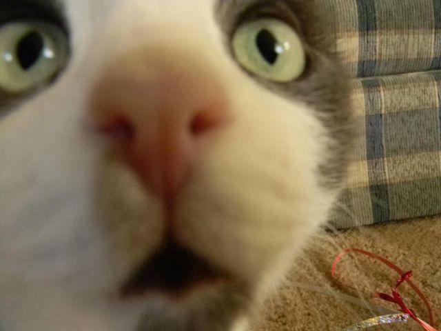 Funny Animals (26 pics)