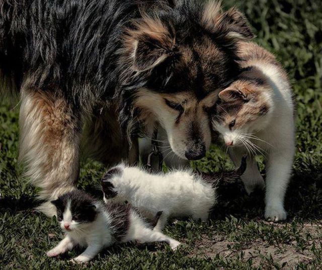 Funny Animals (26 pics)