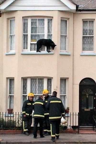 They Need Your Help (26 pics)