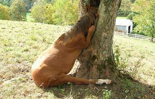 They Need Your Help (26 pics)