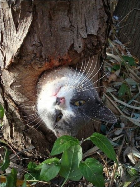 They Need Your Help (26 pics)