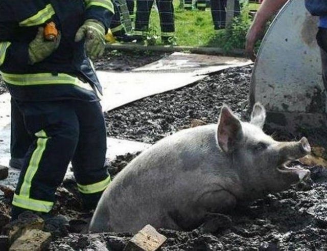 They Need Your Help (26 pics)