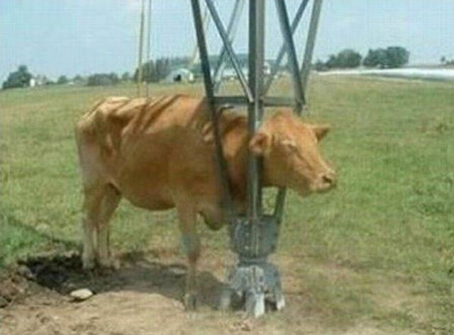 They Need Your Help (26 pics)