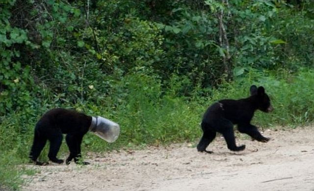 They Need Your Help (26 pics)