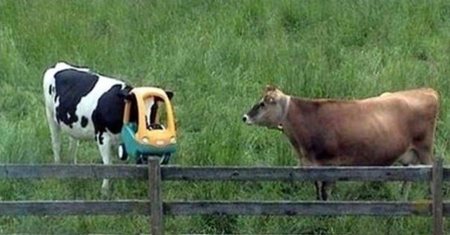 They Need Your Help (26 pics)