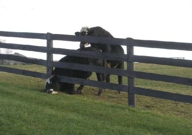 They Need Your Help (26 pics)