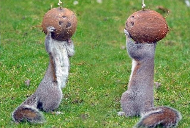 They Need Your Help (26 pics)