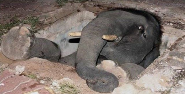 They Need Your Help (26 pics)