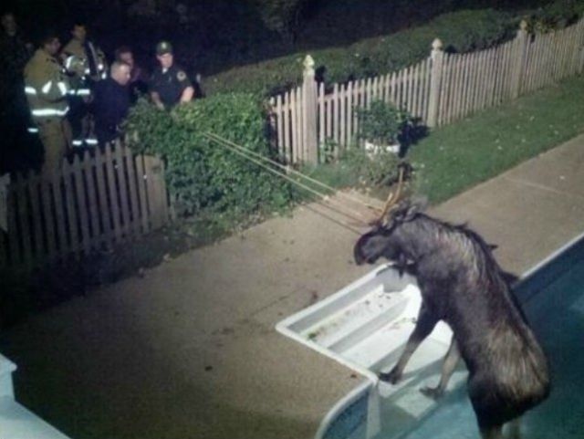 They Need Your Help (26 pics)