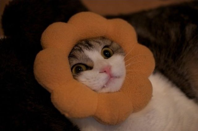 They Need Your Help (26 pics)