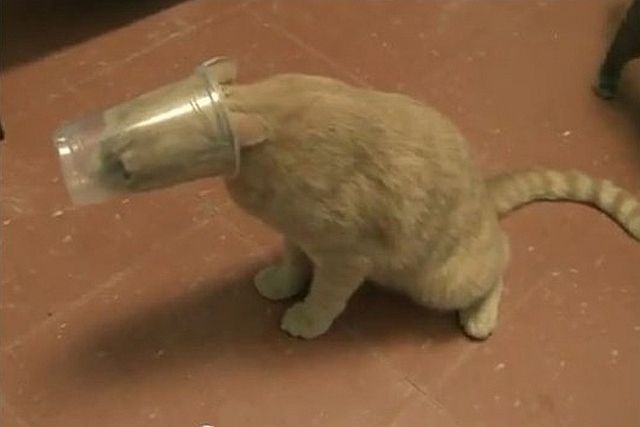 They Need Your Help (26 pics)