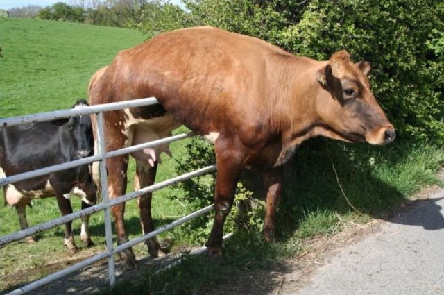 They Need Your Help (26 pics)
