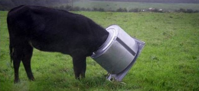 They Need Your Help (26 pics)