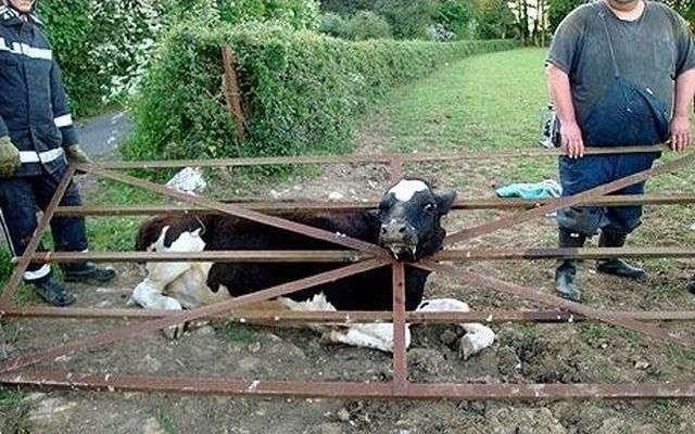 They Need Your Help (26 pics)