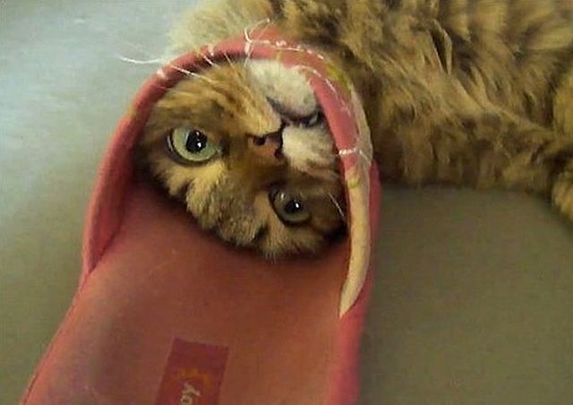 They Need Your Help (26 pics)