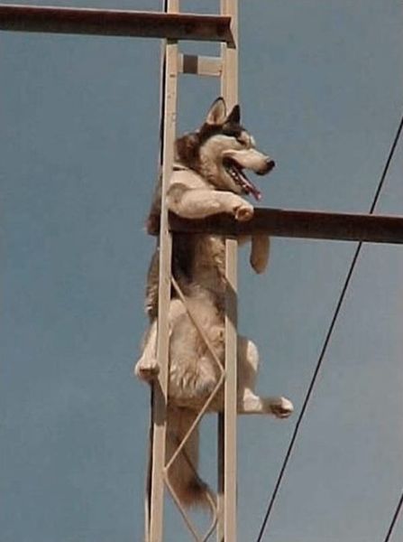 They Need Your Help (26 pics)