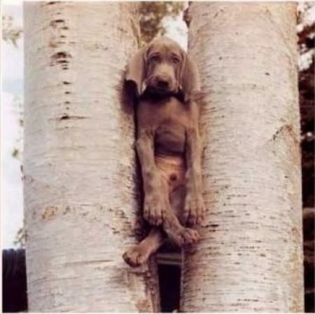 They Need Your Help (26 pics)