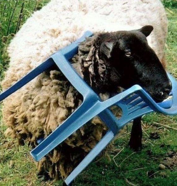 They Need Your Help (26 pics)