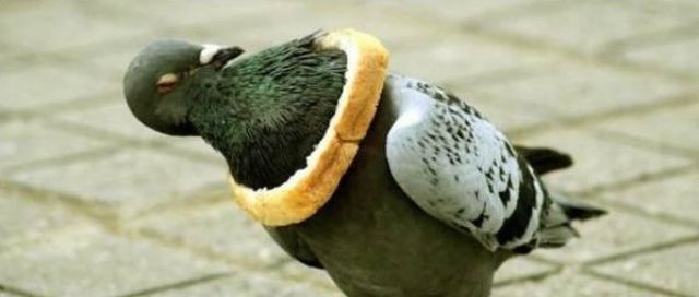 They Need Your Help (26 pics)