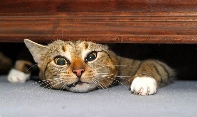 They Need Your Help (26 pics)