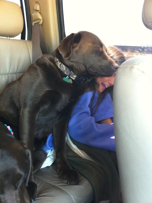 Dogs Don't Know About Personal Space (18 pics)