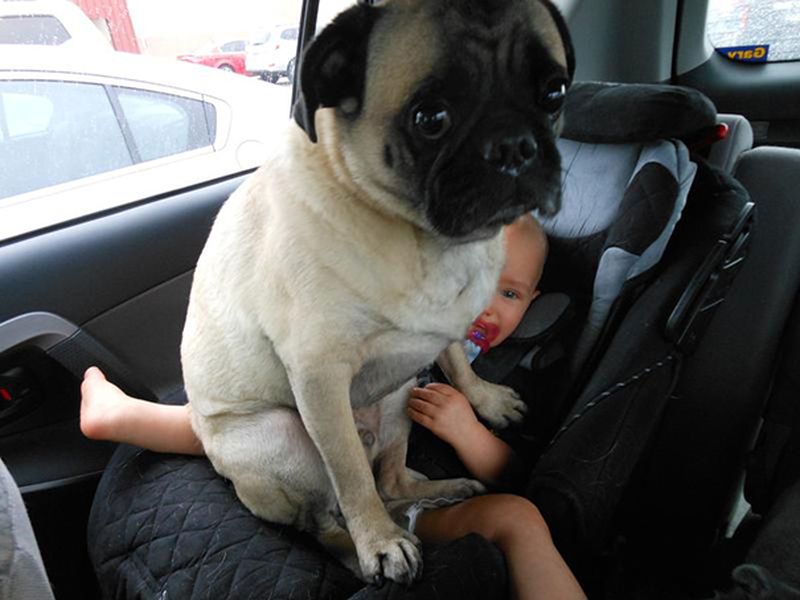 Dogs Don't Know About Personal Space (18 pics)