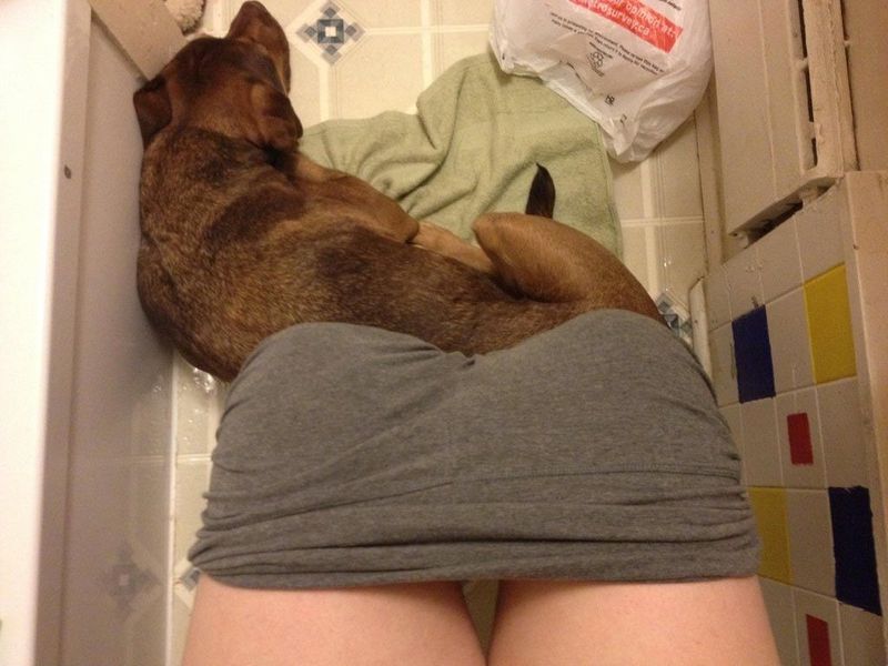 Dogs Don't Know About Personal Space (18 pics)