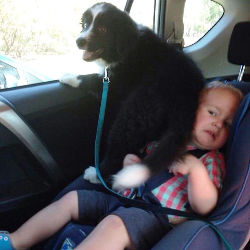 Dogs Don't Know About Personal Space (18 pics)
