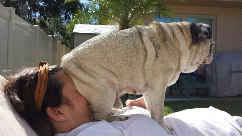Dogs Don't Know About Personal Space (18 pics)