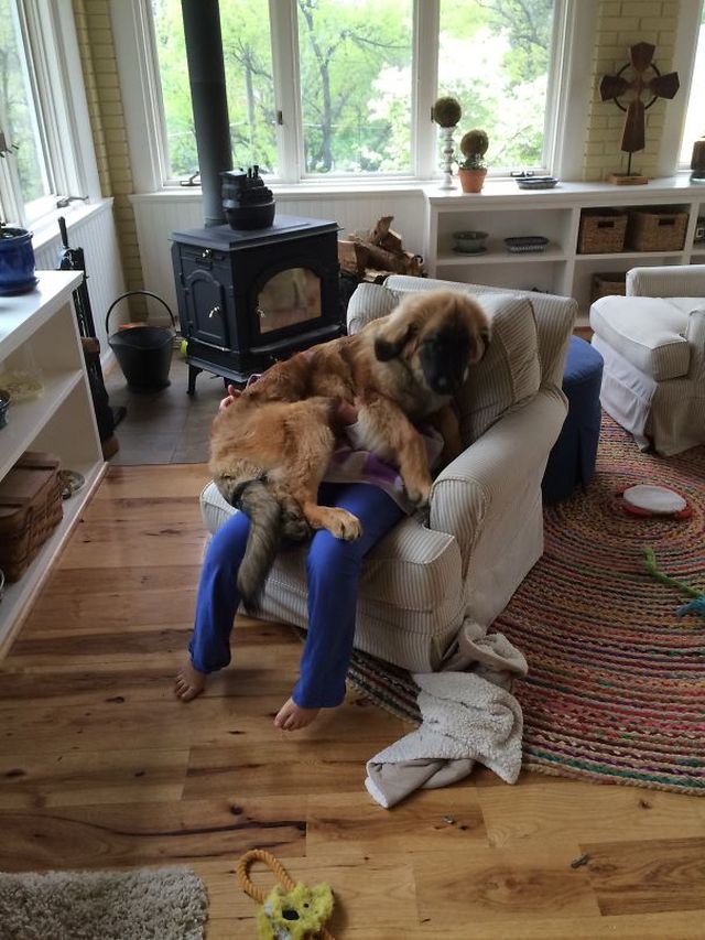 Dogs Don't Know About Personal Space (18 pics)