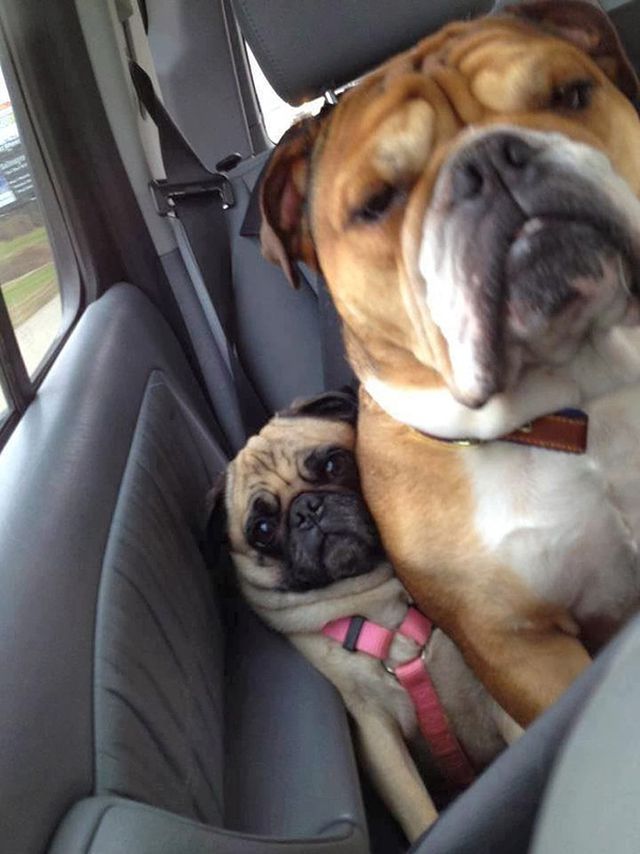 Dogs Don't Know About Personal Space (18 pics)