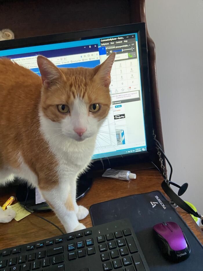 Animals At Remote Work (27 pics)