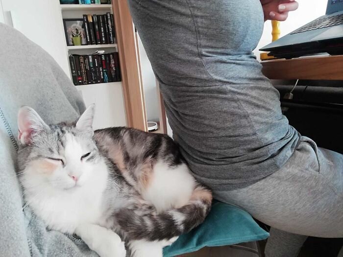 Animals At Remote Work (27 pics)