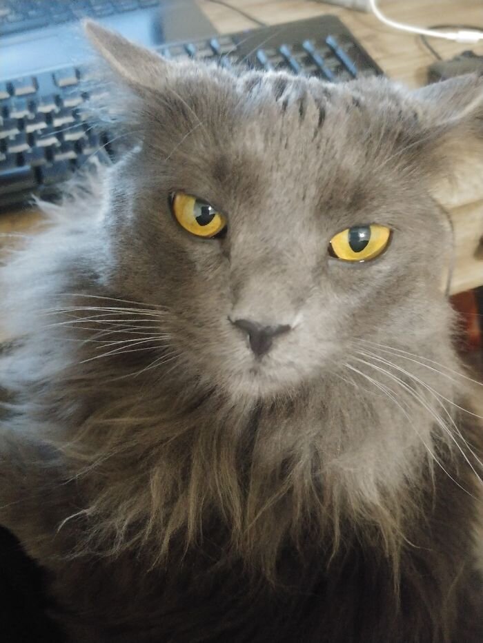 Animals At Remote Work (27 pics)