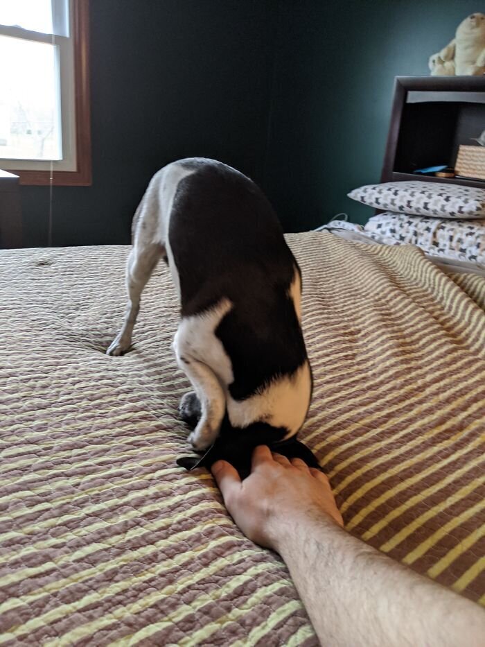Animals At Remote Work (27 pics)
