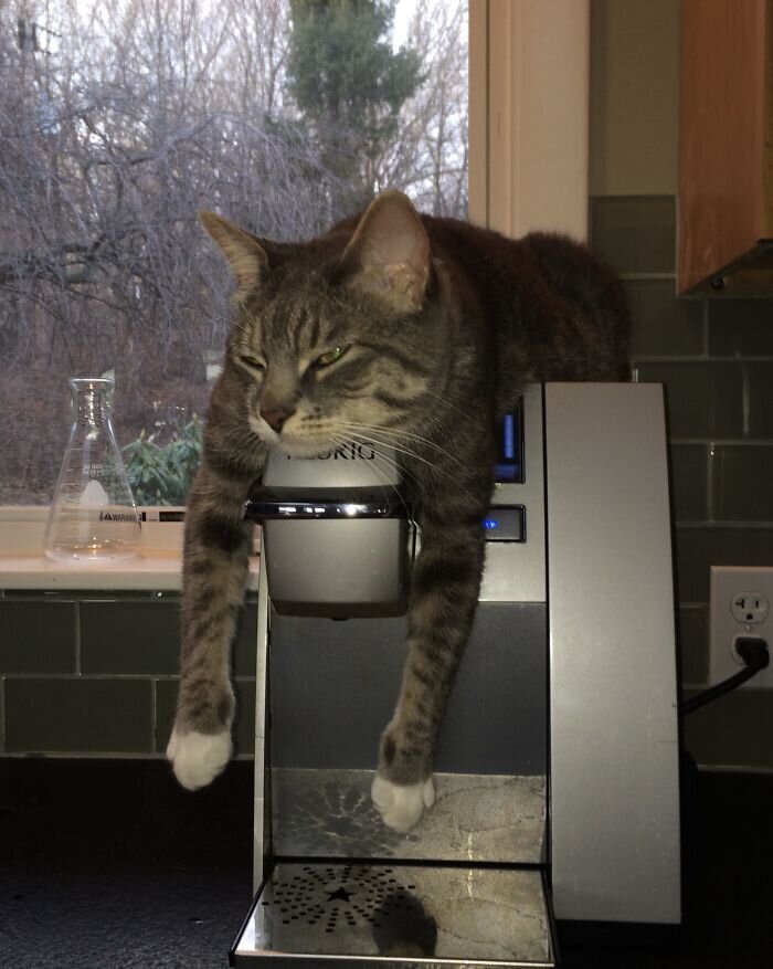 Animals At Remote Work (27 pics)