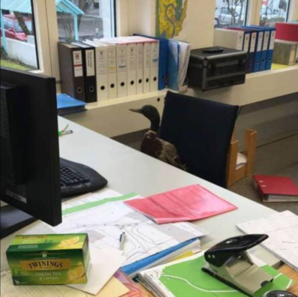 Funny Work Photos (21 pics)